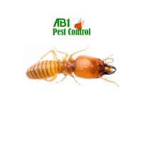 AB1 Termite & Pest Control | 62 Riley St, Oatley NSW 2223, Australia