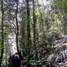 Tapin Tops National Park | Dingo Forest NSW 2429, Australia