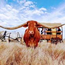 Texas Longhorn Tours | 441 Urdera Rd, Southern Cross QLD 4820, Australia