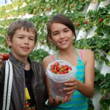 Ricardoes Tomatoes | 221 Blackmans Point Rd, Blackmans Point NSW 2444, Australia