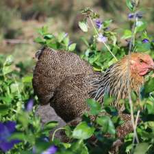 Purebred Chickens | 585 Pheasants Nest Rd, Pheasants Nest NSW 2574, Australia