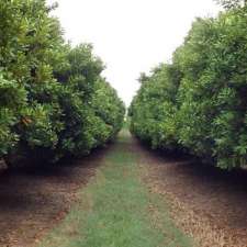 FNC Plantations | 292 Coolamon Scenic Dr, Coorabell NSW 2479, Australia