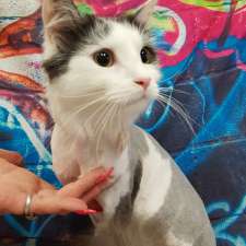 Kitten-Caboodle cat grooming salon | 50 Hewlett Cct, Florey ACT 2617, Australia