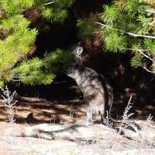 Jenkins scrub walking trail | Heysen Trail, Mount Crawford SA 5351, Australia