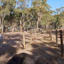 All About Horses | Kingower-Kurting Rd, Kurting VIC 3517, Australia