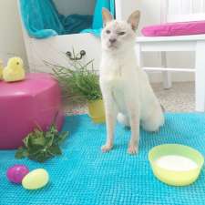 Home Suite Home cat boarding and dog training | 5 Elliott St, Coburg North VIC 3058, Australia