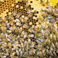 Bowral Bees | 543 Moss Vale Rd, Burradoo NSW 2576, Australia