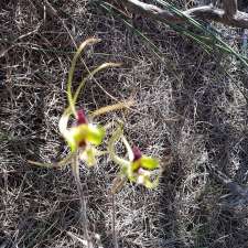 Macrocarpa Walk Trail | Corrigin-Kulin Rd, Kulin West WA 6365, Australia