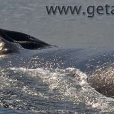 Whale Watching Gold Coast Getaway Sailing | 247 Bayview St, Runaway Bay QLD 4216, Australia