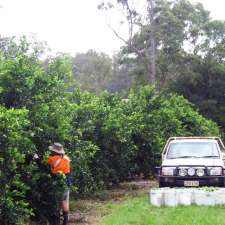 Suncoast Limes | 125 Madill Rd, Tandur QLD 4570, Australia