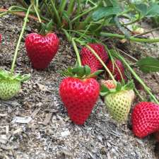 Otway Strawberries | 145 Gellibrand-Carlisle Rd, Gellibrand VIC 3239, Australia