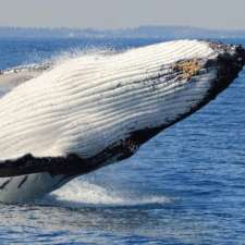 Whale Watching Perth | 86 Southside Dr, Hillarys WA 6025, Australia