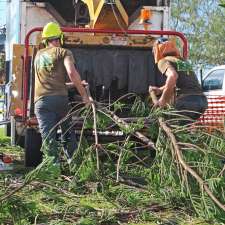 Frontier Tree Services | 180 Heslop Rd, Gaven QLD 4211, Australia