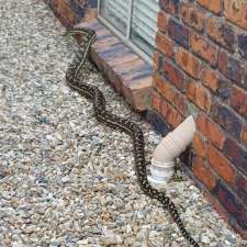 All Snake and Critter Catcher | 205 McGinn Rd, Ferny Grove QLD 4055, Australia