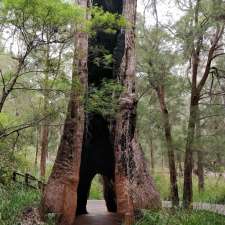 Valley of the Giants Tree Top Walk | Valley of the Giants Rd, Tingledale WA 6333, Australia