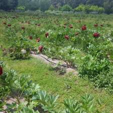 Peonies of Romswood | 155 Cherokee Rd, Kerrie VIC 3434, Australia