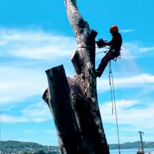 Integrity Tree Services | 13 Rogilla Cl, Maryland NSW 2287, Australia