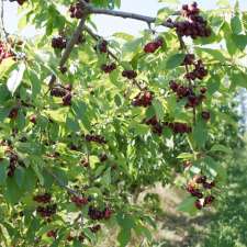 Martelli Orchards | 15 Watts Rd, Borenore NSW 2800, Australia