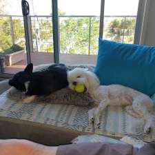 Ruff To Buff Canine Styling | 10 Mieke Ct, Burleigh Heads QLD 4220, Australia