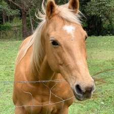 Equine Connect | 8 Andersen Rd, Mooloolah Valley QLD 4553, Australia