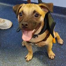 Positive Response Dog Training | 181 Ham Rd, Wishart QLD 4122, Australia
