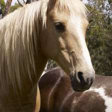 Just Horses | 359 County Boundary W Rd, Naroghid VIC 3266, Australia