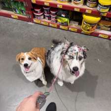 Coastal Canine Connection | Establishment | 141 Hiawatha Rd, Woongarrah NSW 2259, Australia