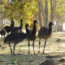 Free Range Emu Farm | 681 Clackline-Toodyay Rd, Hoddys Well WA 6566, Australia