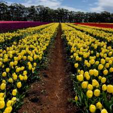 Van Diemen Quality Bulbs | 363 Table Cape Rd, Wynyard TAS 7325, Australia