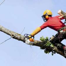 Central Tree and Stump Removal | 35 Coulter St, Flagstaff Hill SA 5159, Australia