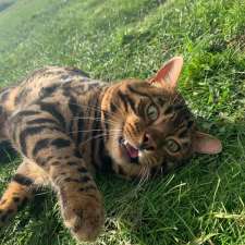 Bengal Cats Hobart Tasmania - Metanoia Bengals | Enfield Ln, Campania TAS 7026, Australia