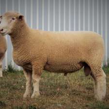 Gooramma Poll Dorset Stud | Goorama Rd, Galong NSW 2585, Australia