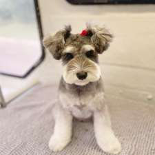 The Pup Spa Grooming Salon | Shop 6/13-17 Kennedy Cres, Bonnet Bay NSW 2226, Australia