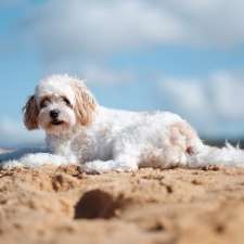 Robs Dogs Pet Photography | Clements Dr, Avoca Beach NSW 2251, Australia