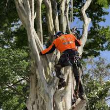 Arborsafe Tree Services Mount Tamborine | Establishment | Mt Vista Pl, Tamborine QLD 4270, Australia