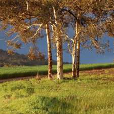 Carrah Wildflower Walks | 1173 Calingiri W Rd, Old Plains WA 6569, Australia