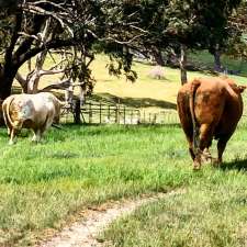 Rosedale Charolais | 126 Rosedale Rd, Browns Creek NSW 2799, Australia