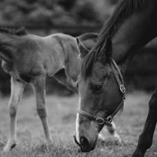 Kilmore Equine Clinic | 16B George St, Kilmore VIC 3764, Australia