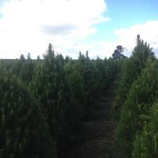 Adelaide Hills Christmas Trees | 820 Mount Barker Rd, Verdun SA 5245, Australia