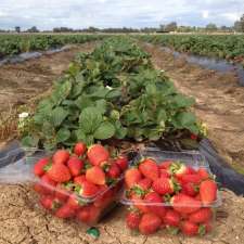 The Strawberry Pick | 359 Lady Augusta Rd, Echuca Village VIC 3564, Australia