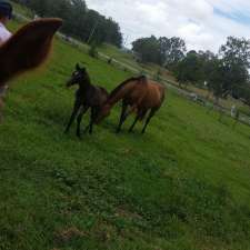 Cushavon Park Equestrian Centre | 35-153 Tamborine Mountain Rd, Tamborine QLD 4270, Australia