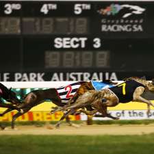Greyhound Racing SA | 55 Cardigan St, Angle Park SA 5010, Australia