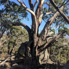 Mt Beckworth Summit | Southern Ridge Track, Mount Beckworth VIC 3363, Australia