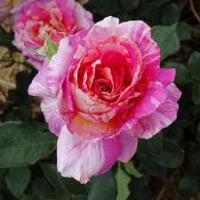 Brindabella Country Gardens Roses | 17 Quinlan Rd, Blue Mountain Heights QLD 4350, Australia