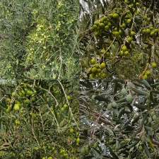Dawn View Olive Oil | 4101 Wangaratta-Whitfield Rd, King Valley VIC 3678, Australia