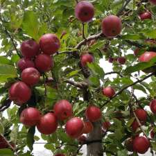 Dufruits Apple Orchard | 351 Willigobung Rd, Tumbarumba NSW 2653, Australia