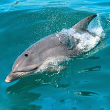 Swim with dolphins and seals | Shop 3. Building 6, Queenscliff Boat Harbour, Queenscliff VIC 3225, Australia