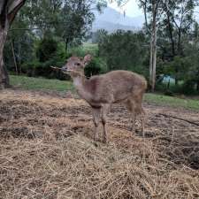 Lyell Deer Sanctuary | 6 Lyell Ct, Mount Samson QLD 4520, Australia