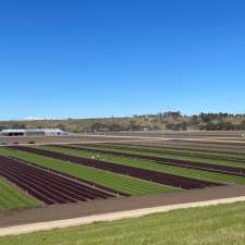 Boratto Farms Pty Ltd | 84 Woolpack Rd, Maddingley VIC 3340, Australia