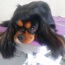 Vesta dog grooming studio | 5 Leah St, Aberfoyle Park SA 5159, Australia